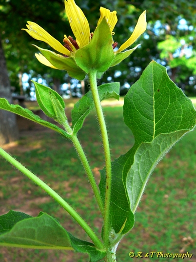 {Tetragonotheca helianthoides}
